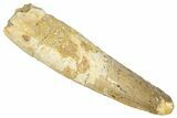 Fossil Spinosaurus Tooth - Real Dinosaur Tooth #331318-1